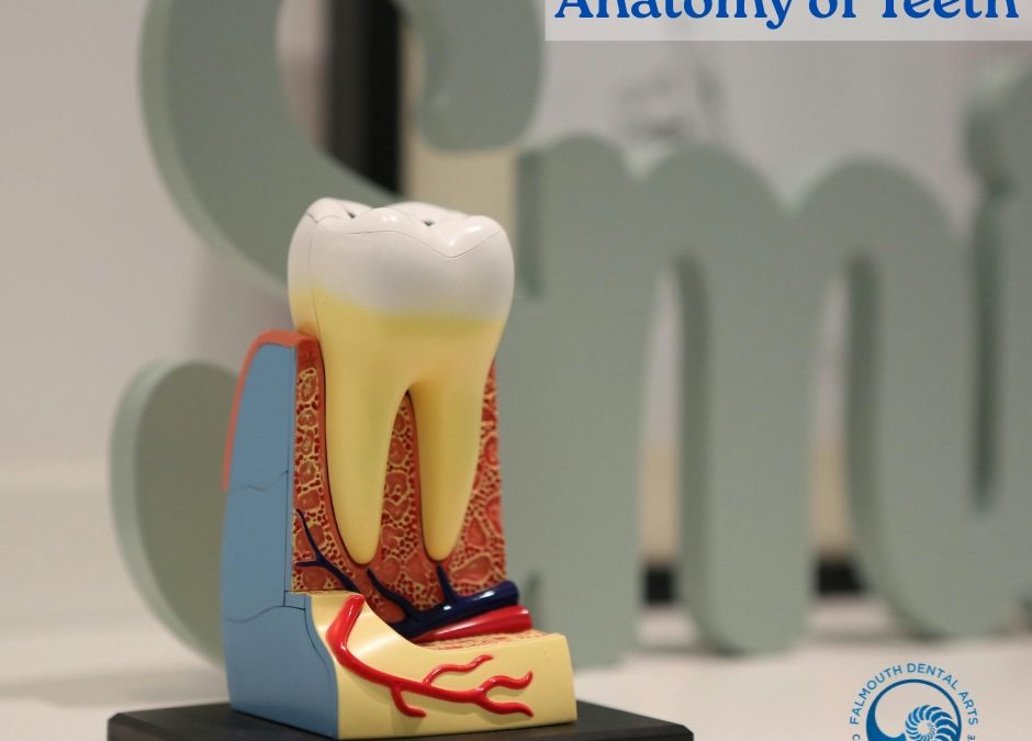 Back to School: The Anatomy of Your Teeth!