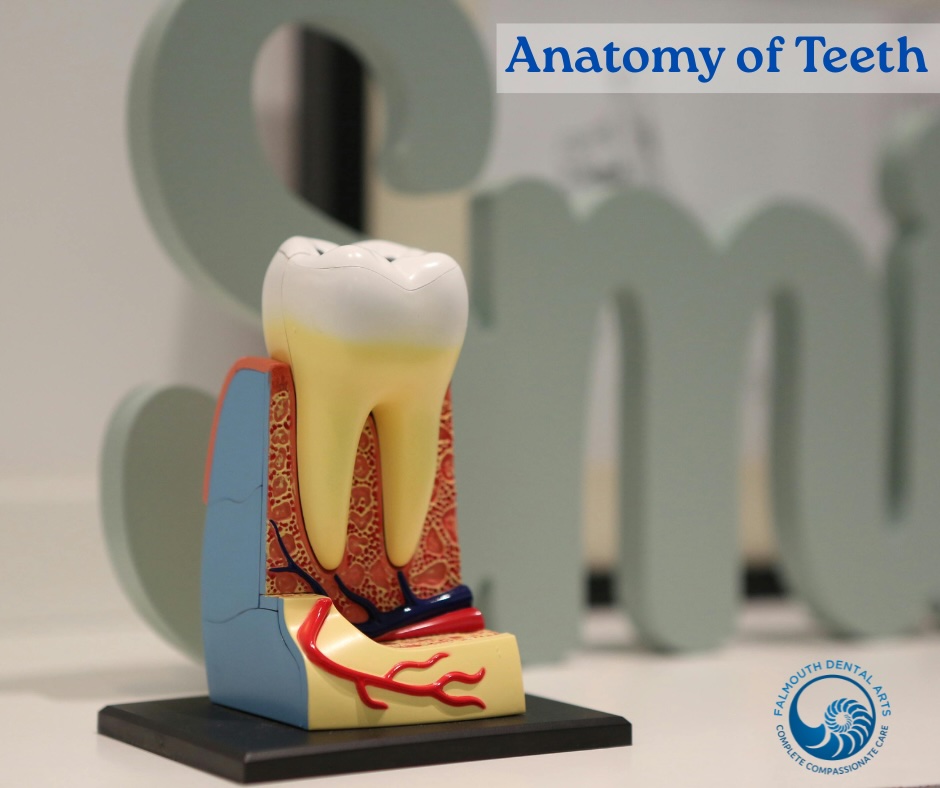 Image shows the layers of a tooth with the nerve, roots and enamel.